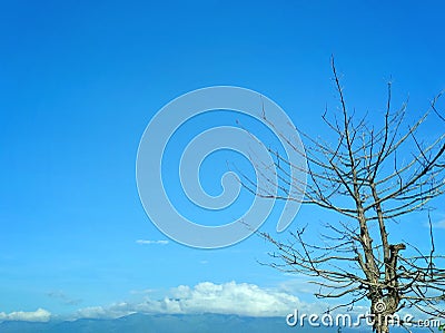 Dry tree without leaves against blue clouds in the morning Stock Photo