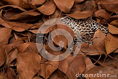 Dry tree leaves, between crystals. It symbolizes maturity and femininity. Stock Photo