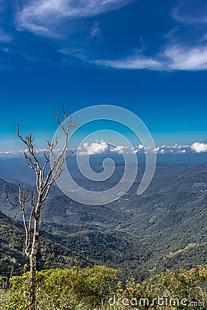 Dry tree in a lovely blue hill landscape Stock Photo