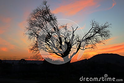 Dry tree in the middle of the sunset on a mountain Stock Photo