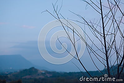 Dry tree with nature back view Stock Photo