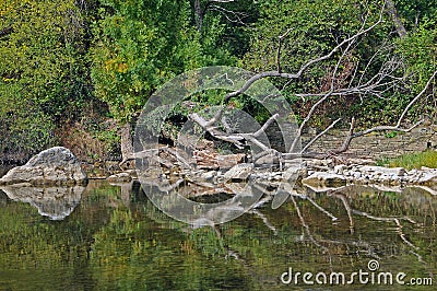 Dry tree over Osam river Stock Photo