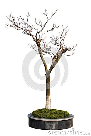 Dry tree in the parterre isolated on white background Stock Photo