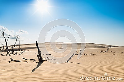 Dry tree on a sand dune Stock Photo