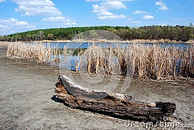 Dry tree on the sandy banks of the river with dry reeds Stock Photo