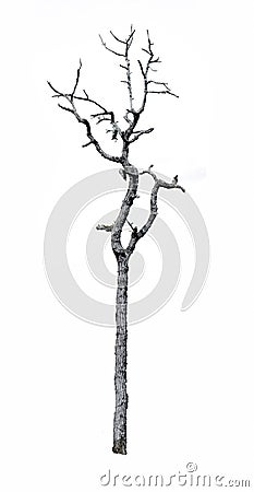 Dry tree split backdrop Stock Photo