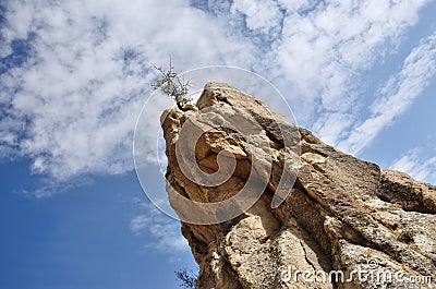 Dry tree on the top of geological rock formations in Love Valley Stock Photo