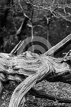 Dry Tree Trunk, BlackWhite High contrast Stock Photo