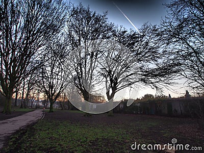 Dry trees next to each other under a darkening sky Stock Photo