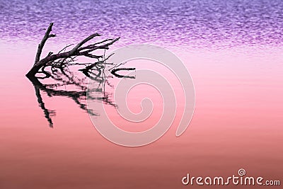 Dry trees submerged in the lake in a colorful trendy color, coral and ultraviolet duotone background. Tinted background Stock Photo