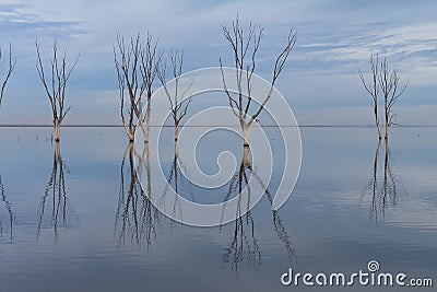 Dry trees submerged in the lake. Stock Photo