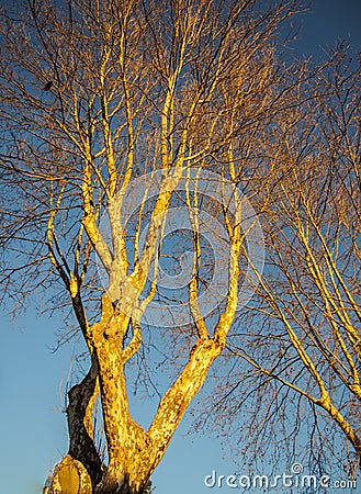 Dry trees , blue sky background Stock Photo