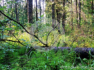 A dry trunk with branches in a natural mixed forest environment. Stock Photo