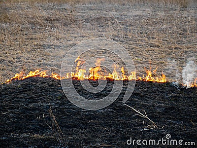 Dry vegetation on fire, negligent people burning the vegetation at springtime Stock Photo