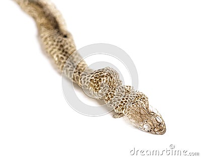 Dry Viperine water snake moult, Natrix maura, Shedding Skin UK Molting, Shed or Moult, nonvenomous and Semiaquatic snake Stock Photo