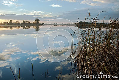 Water reeds and reflection of clouds in the lake Stock Photo