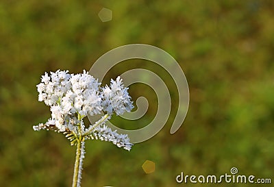 Dry wildflower covered with frost Stock Photo