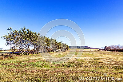Dry Winter Rural Tree Lined Grassland Meadow Stock Photo