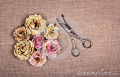 Dry withered roses and old rusty scissors on a natural linen background. Stock Photo