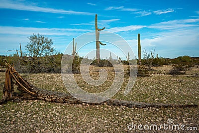 Dry woody pith of a dead cactus, Giant cactus Saguaro cactus (Carnegiea gigantea), Arizona USA Stock Photo