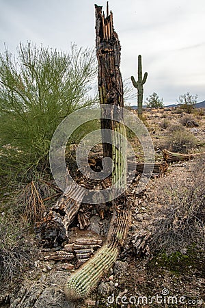 Dry woody pith of a dead cactus, Giant cactus Saguaro cactus (Carnegiea gigantea), Arizona Stock Photo