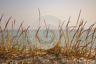 Dry yellow grass in dune against calm sea. Seaside background. Tall reed on sand beach. Seascape on sunset. Stock Photo