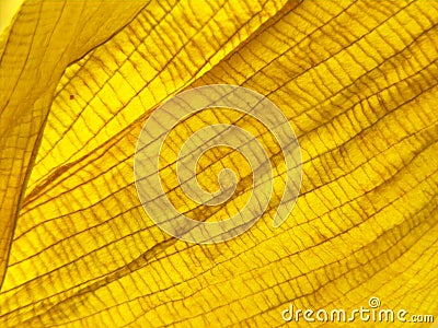 Dry yellow leaf close up, autumn leaf detail extreme closeup Stock Photo