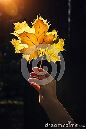 Dry yellow maple leaves in a woman`s hand in sunny rays. Autumn romantic mood. Bouquet of fallen leaves in the beautiful sunshine Stock Photo