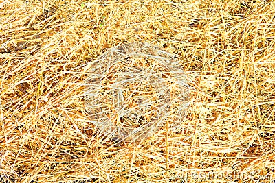 Dry yellow straw grass background texture Stock Photo