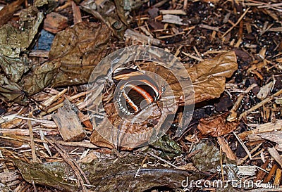 Banded Orange Butterfly Dryadula Stock Photo