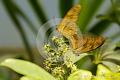 Dryas Julia Butterfly Bookends Stock Photo