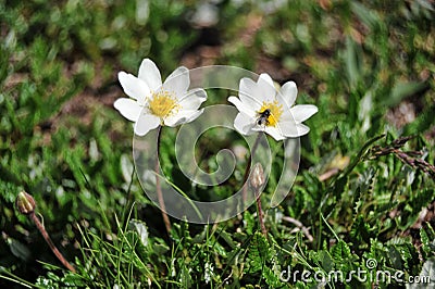 Dryas octopetala - Camedrio alpino Stock Photo