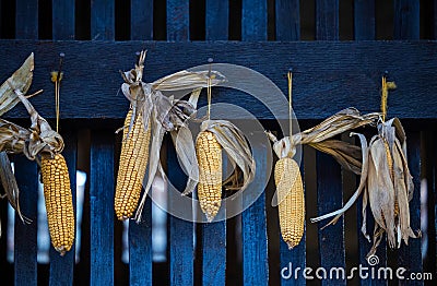 Dryed corn hanging in farm Stock Photo