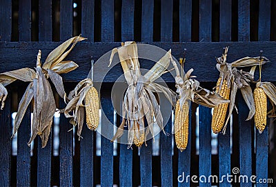 Dryed corn hanging in farm Stock Photo
