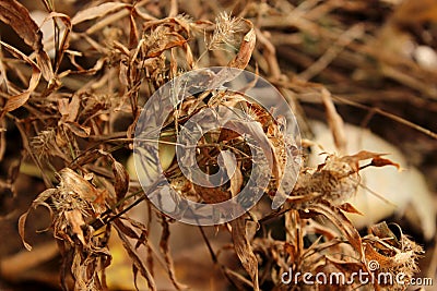 Dryed Grass leaf Stock Photo