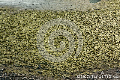 Dryed lake with moss on the surface Stock Photo