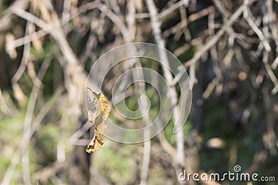 A dryed leaf trapped in a spider web Stock Photo