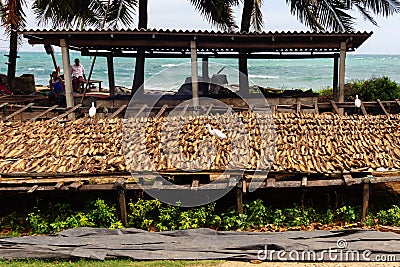 Drying fish on the shore of a tropical sea Editorial Stock Photo