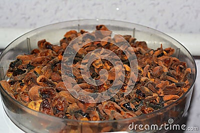 Drying fruits in dehydrator. Dehydrate apricots Stock Photo