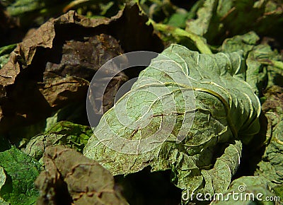 Drying green and brown lemon balm or citronella leaves in macro view Stock Photo