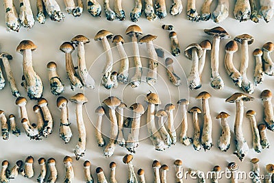 Drying hallucinogen mushrooms Psilocybe cubensis Stock Photo