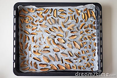 Drying handpicked mushrooms, typical Czech autumn hobby Stock Photo