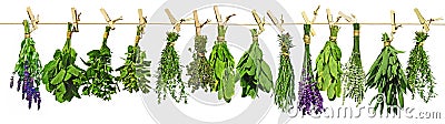 Drying Herbs Stock Photo