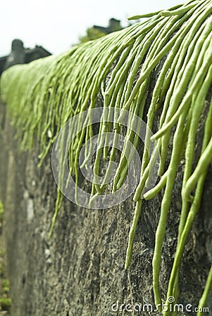 Drying long green beans Stock Photo