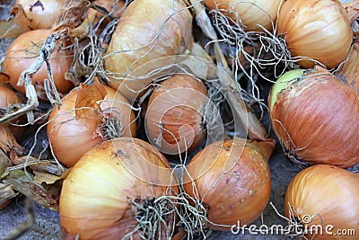 Drying onions crop process. Top view of dried onions on the market. Stock Photo