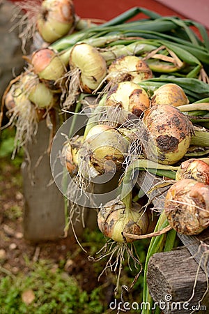 Drying Onions Stock Photo