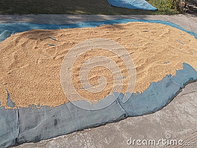 Drying paddy corps outside a cultivators Hut in northeast India. Stock Photo