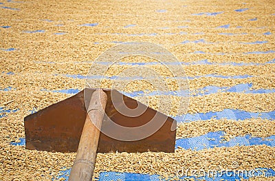 Drying paddy or rice grain Stock Photo