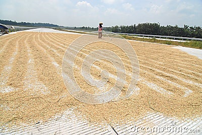 Drying rice Editorial Stock Photo