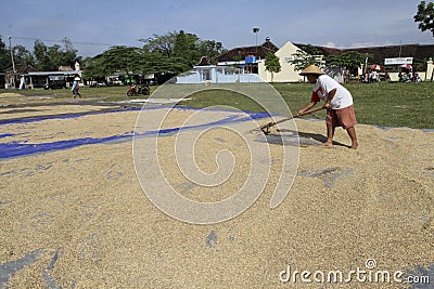 Drying rice Editorial Stock Photo